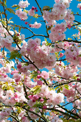 Cherry tree blossoms · Lisa Stefan