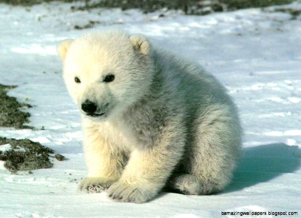 Cute Polar Bear A collection of images of cute polar bears Cute Polar Bear A collection of images of cute polar bears