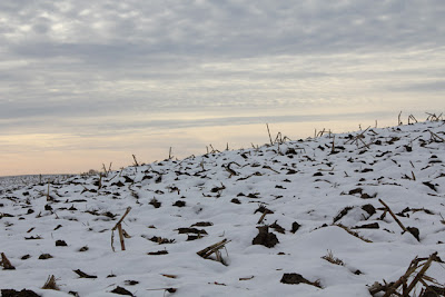 bare field in winter