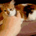 Angry cat or irritated cat?