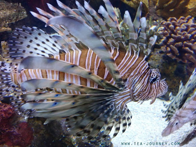 Ripley's Aquarium of Canada in Toronto Lion Fish coral reef Tea Journey