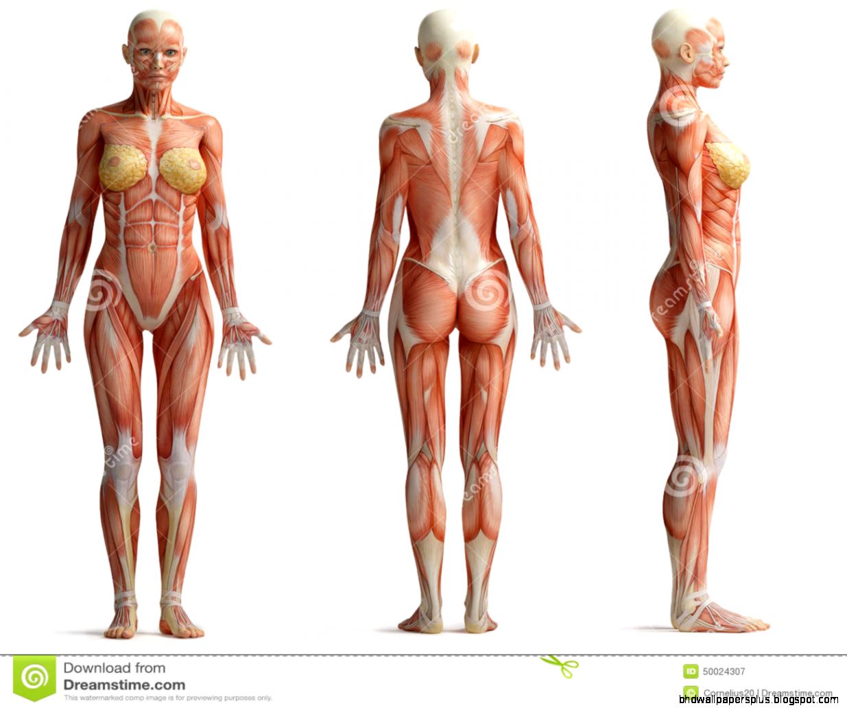 Female Anatomy View Royalty Free Stock Photos Image 35423328 Female Anatomy View Royalty Free Stock Photos Image 35423328