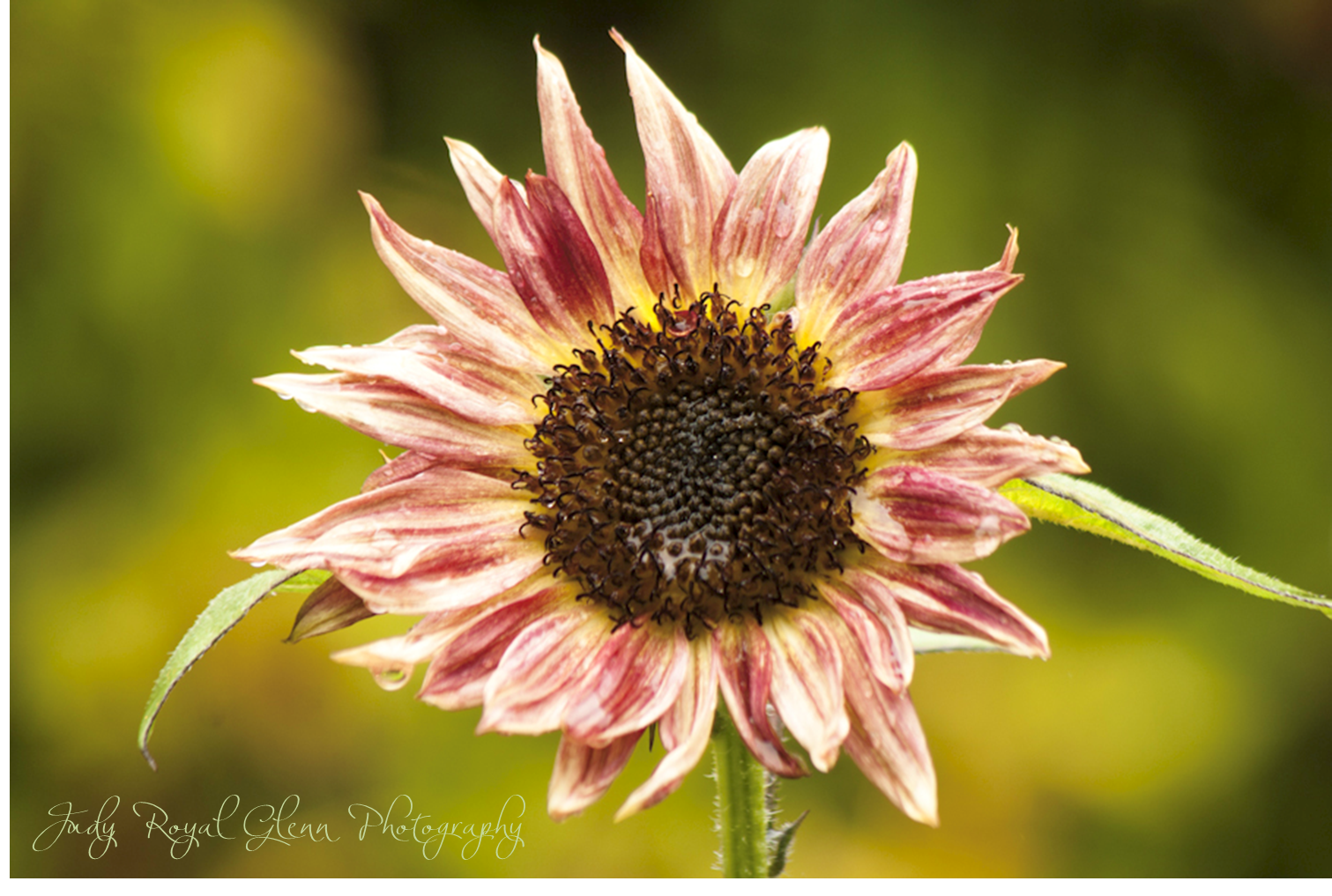 pink+sunflower.png 1,511×1,017 pixels ALL THINGS CREATED GREAT AND