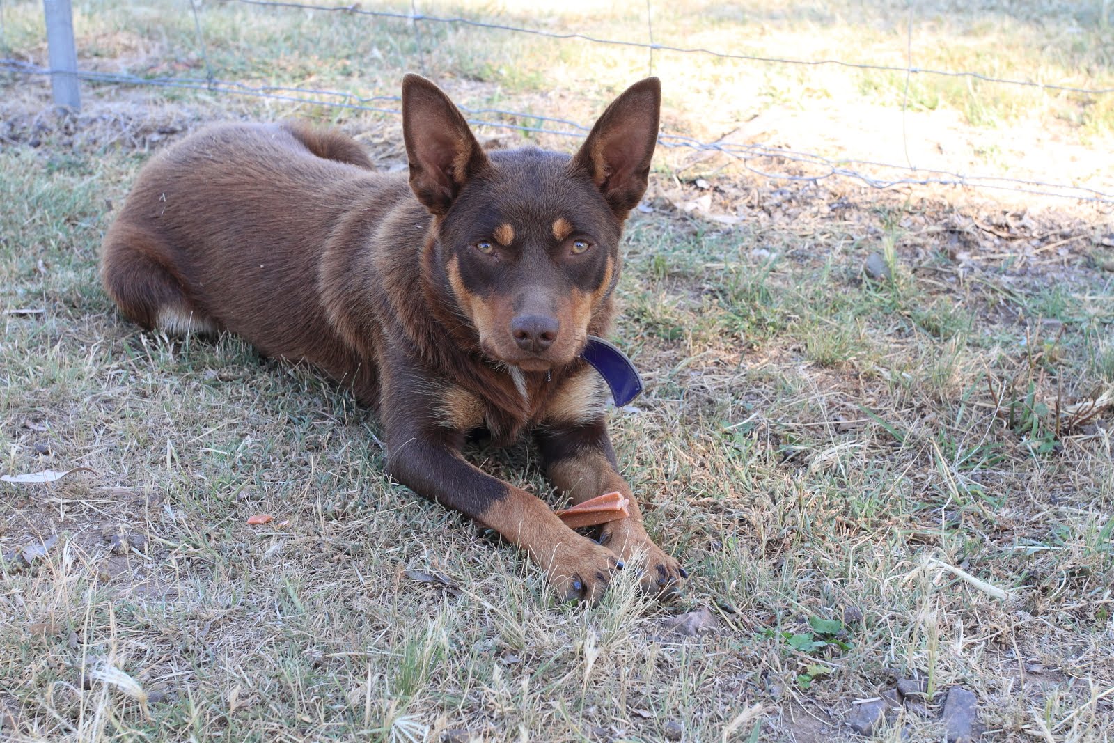 Australian Kelpie Breed Information Related Keywords Australian