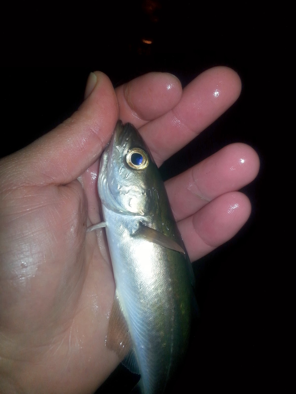 Luremaniac! Quick fun with pollock and coalfish.