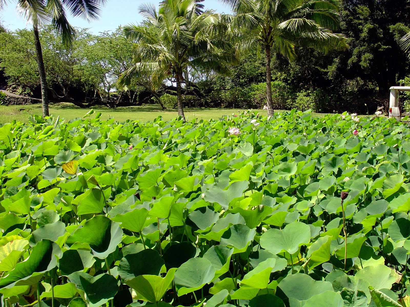 Lotus pond, Pond, Plants