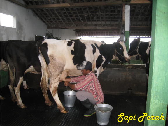Seputar Hewan Peliharaan Ternak Sapi Perah