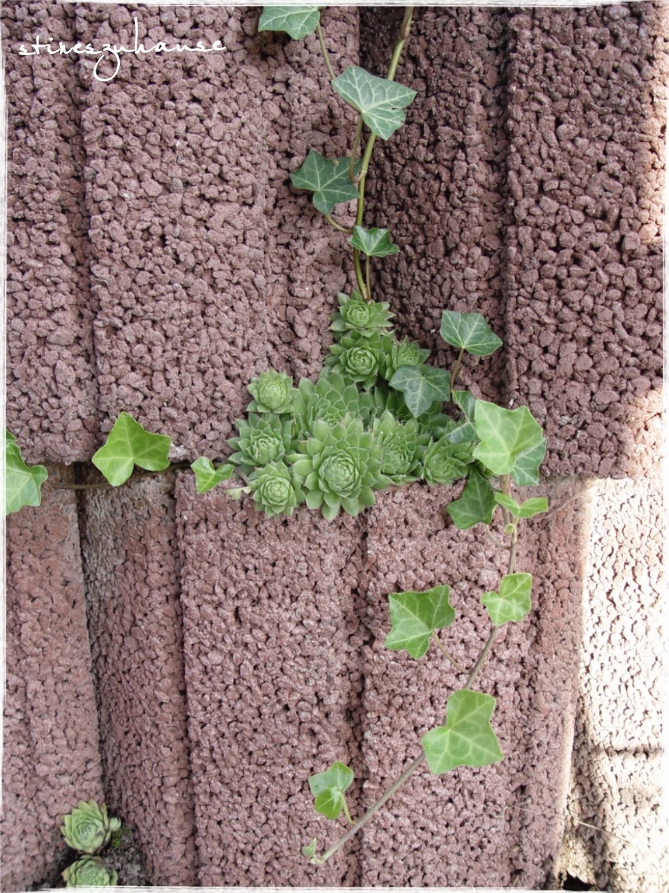 Stineszuhause Begrunung Gegluckt