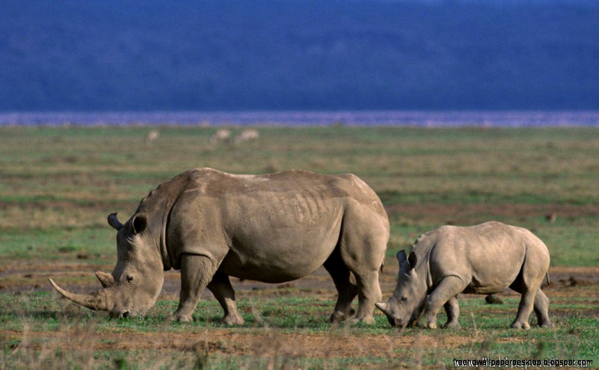 Grassland Animals Description Grassland Animals Description