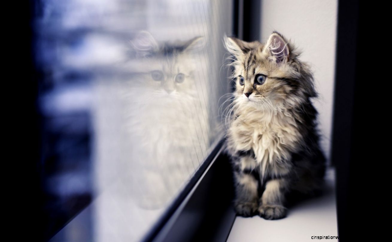 Desktop wallpaper download HD cat 49451 Kitty Animal Desktop wallpaper download HD cat 49451 Kitty Animal