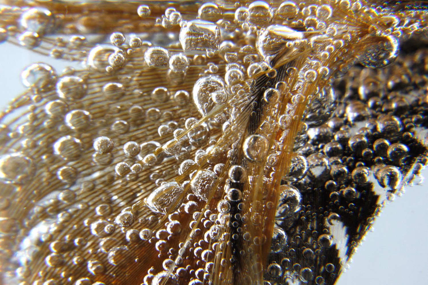Macro Bubbles on a Feather | Boost Your Photography