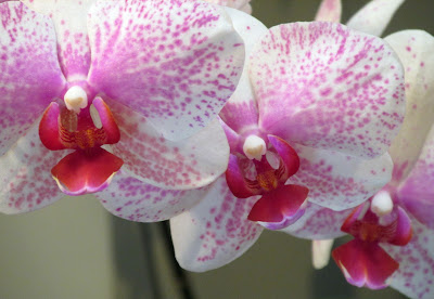 White orchids with pink splatters