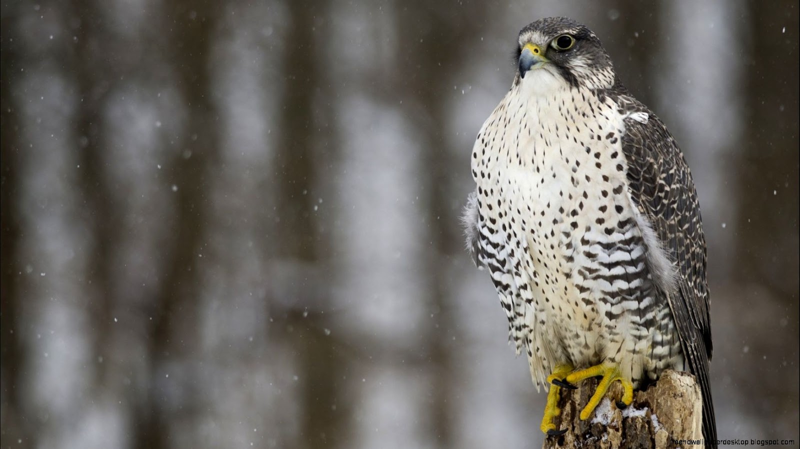 Snow Hawk Bird Snow Hawk Bird