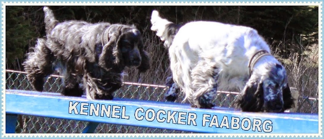 Kennel Cocker Faaborg