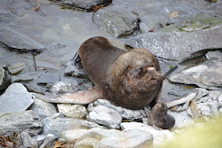 Sea lion with pup
