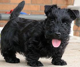 Scottie dog