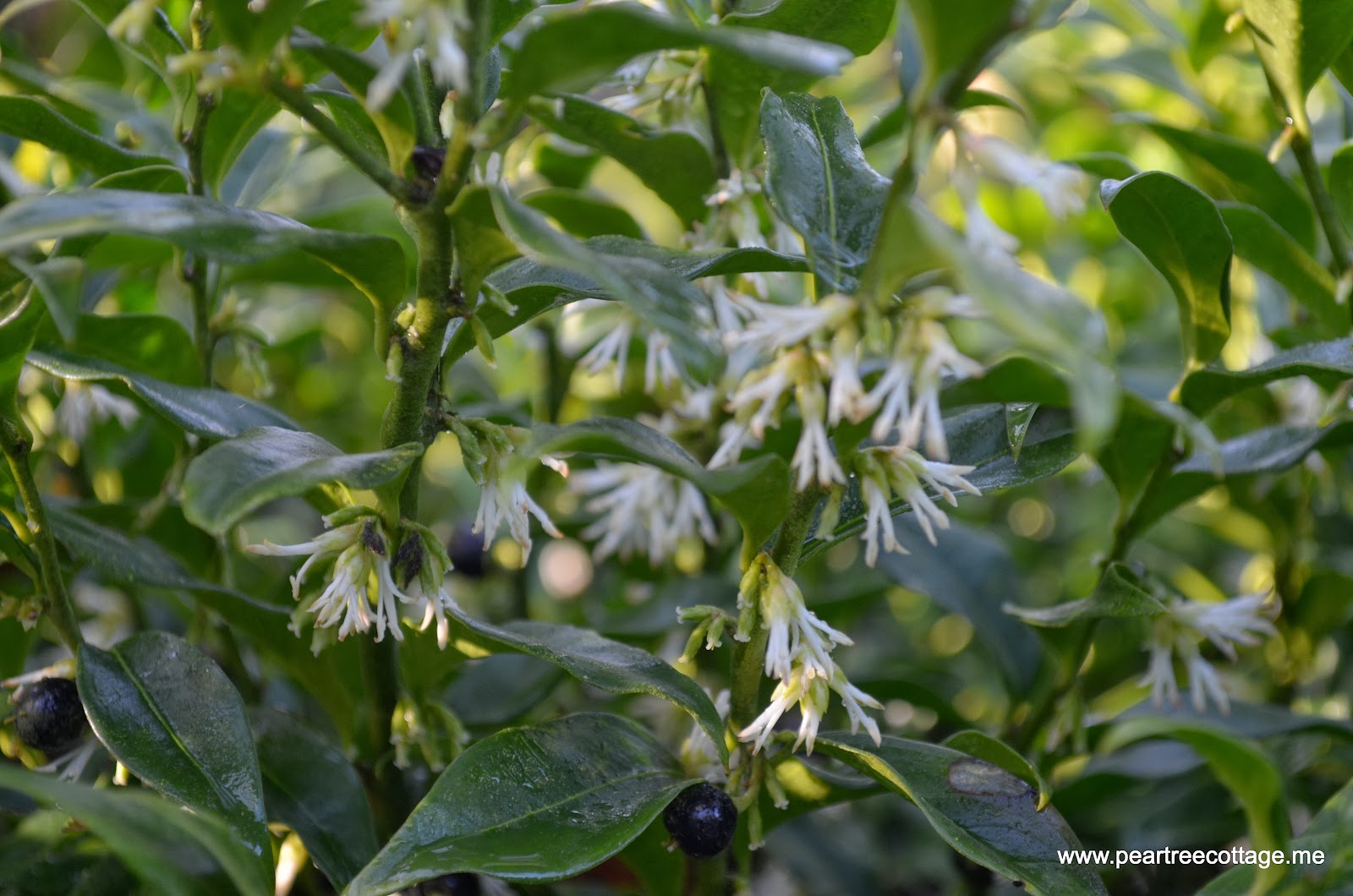 Purple Veg Christmas Box Sarcococca Confusa In Flower