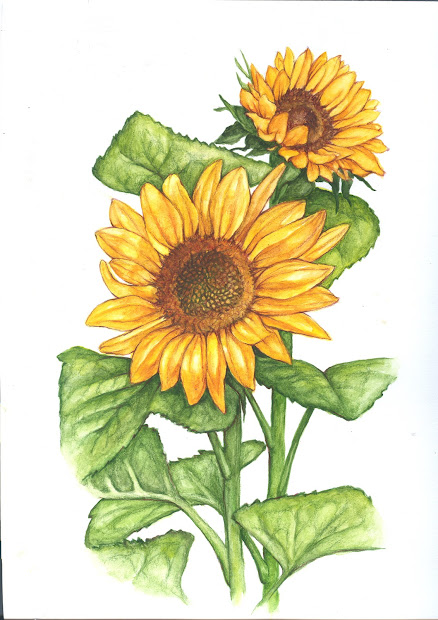 sunflower botanical illustration