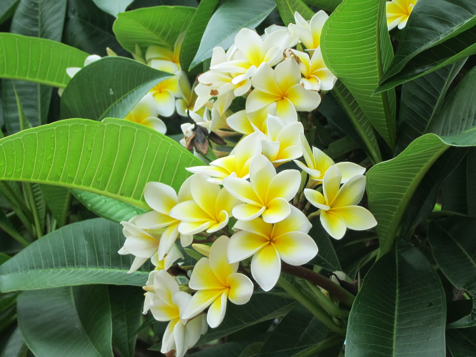 Tropical Farms Nursery Flowering Plumeria (Frangipani)