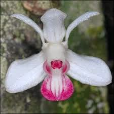 ORQUIDEA CABALLO