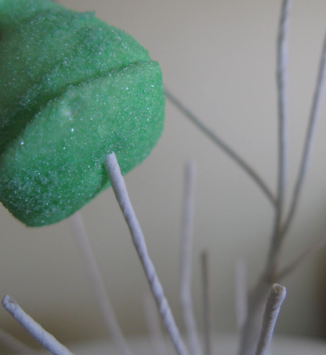 Peep Tree