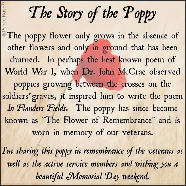 the story of the remembrance poppy