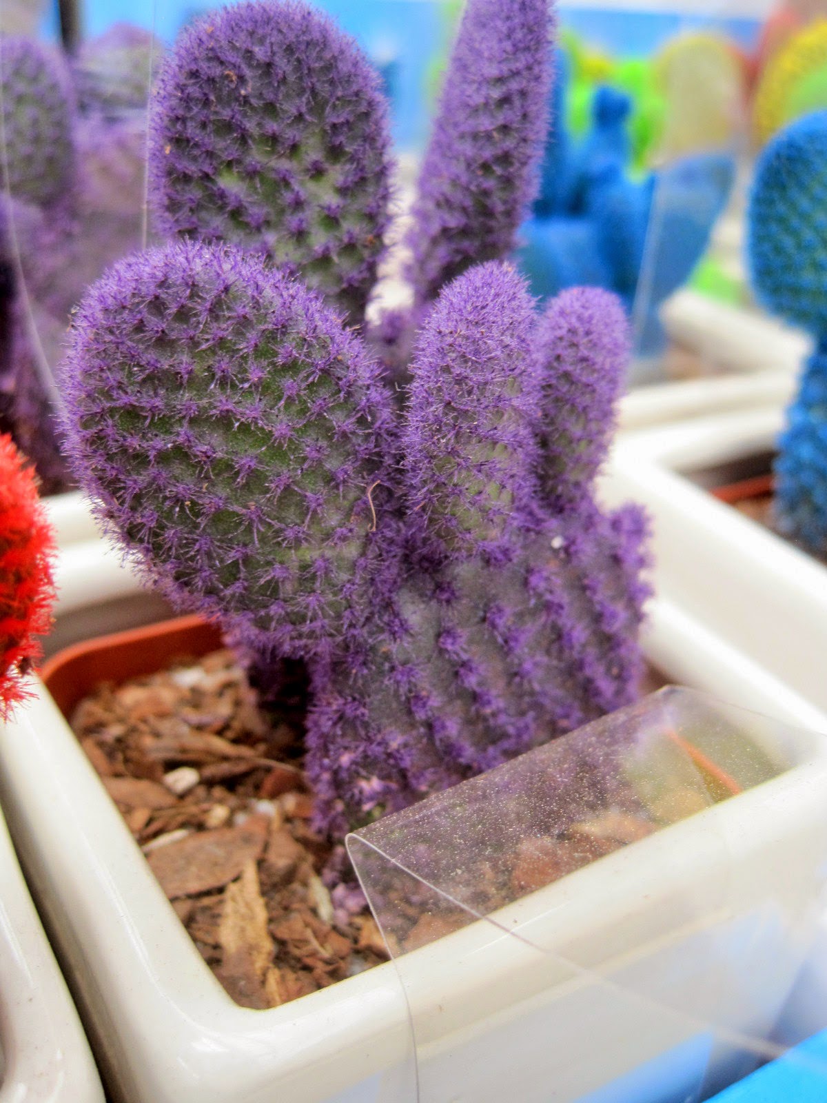 Gone Walkabout 2: Seriously? Dyed Cactus