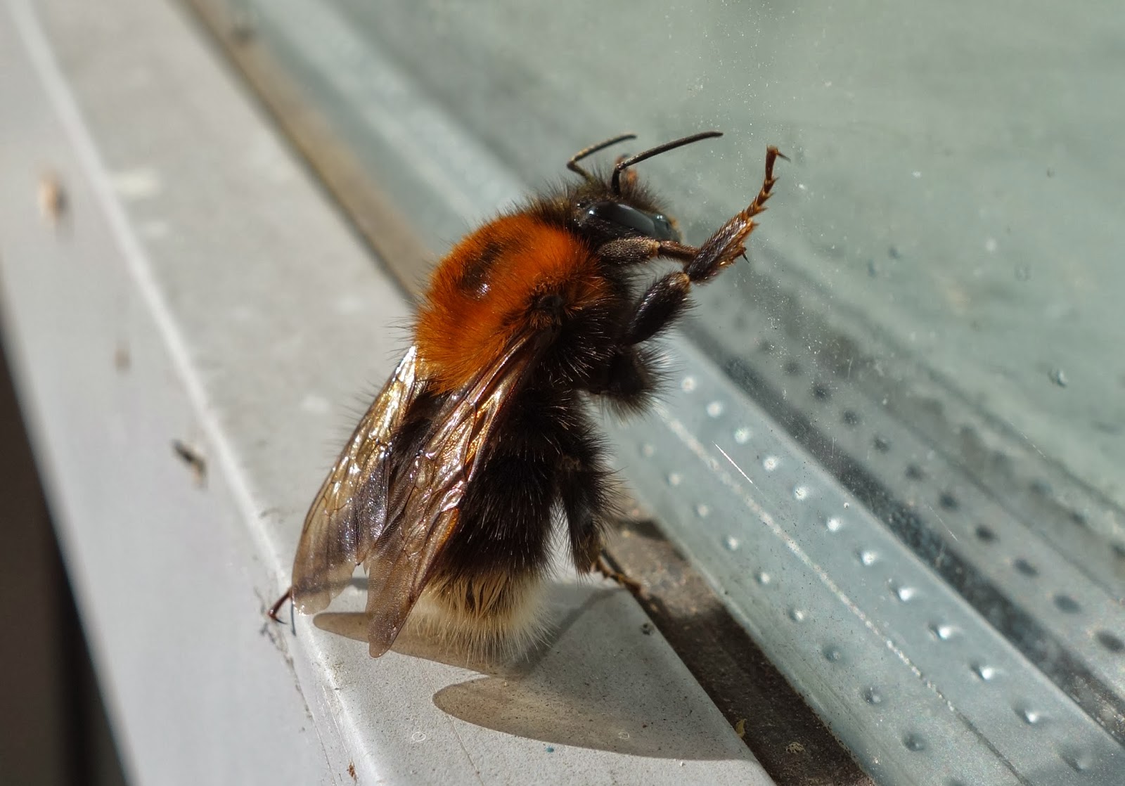 What species of bumble bee is this? Size made me think it might be a queen.  Found in Sweden : r/whatsthisbug