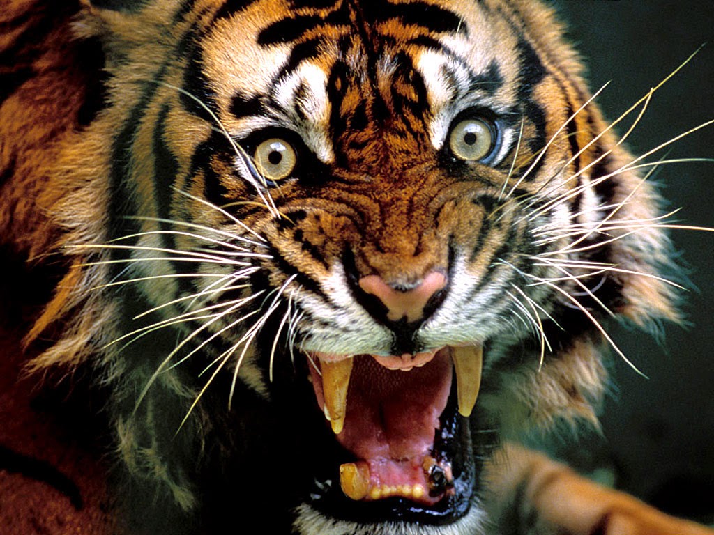1080 Wallpaper Hd Angry Tiger Wallpaper Hd