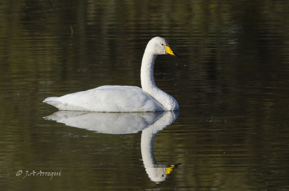 Cisne cantor, Cygnus cygnus, Whooper Swan Cisne cantor, Cygnus cygnus, Whooper Swan