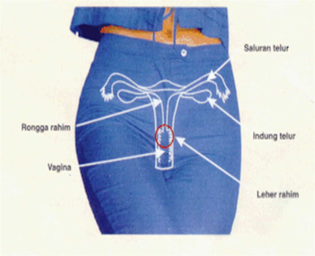 Proses Kehamilan dan Menstruasi pada Organ Reproduksi Wanita