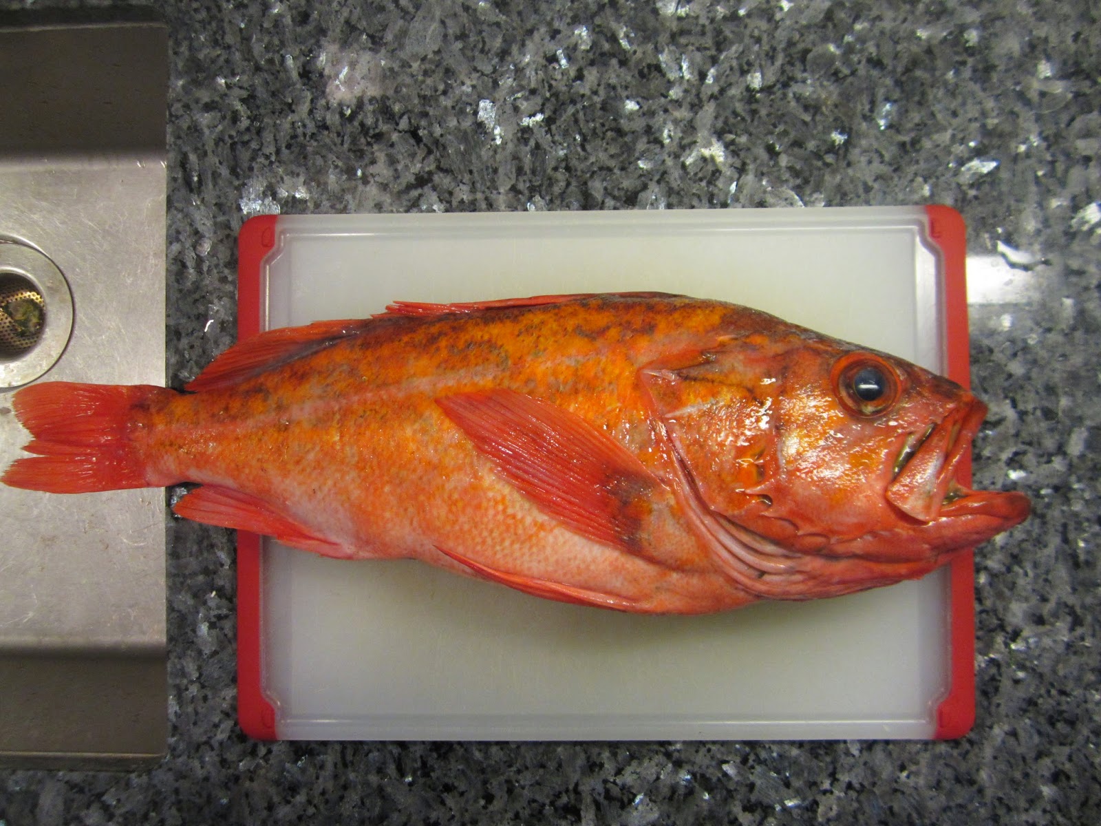 The Backyard Gourmand San Diego Vermillion Rockfish The First Taste