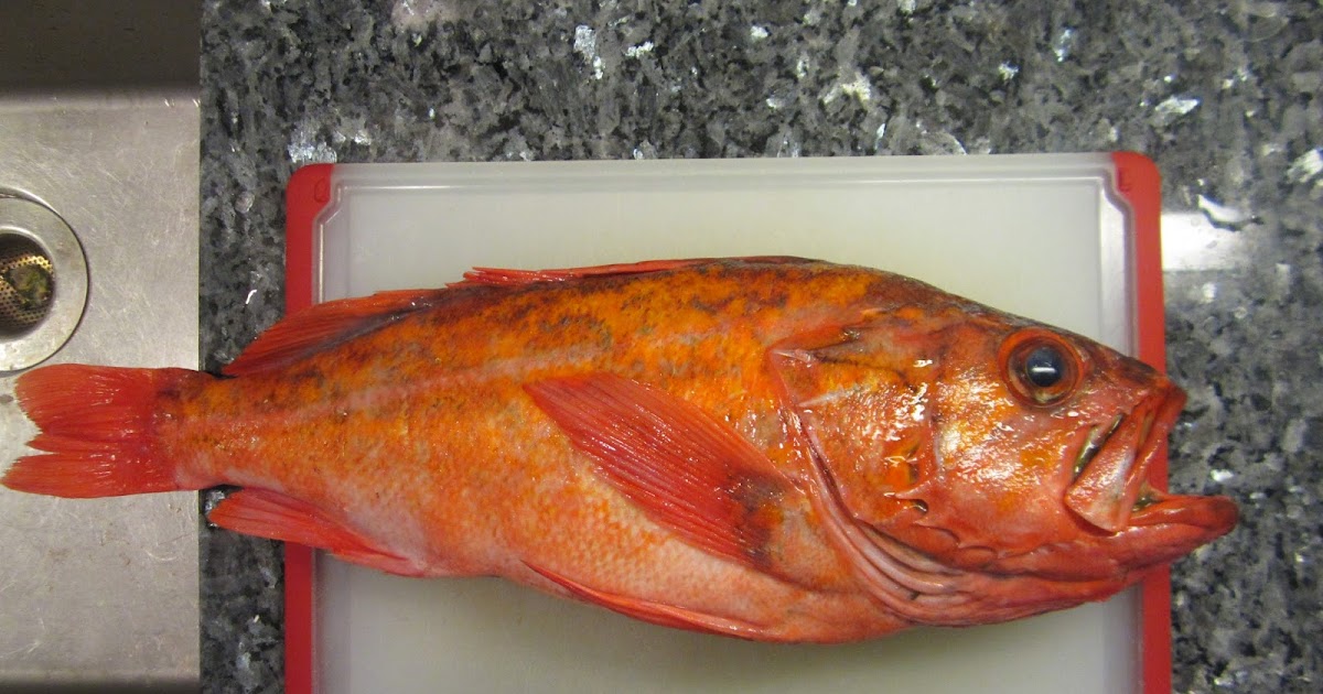The Backyard Gourmand San Diego Vermillion Rockfish The First Taste