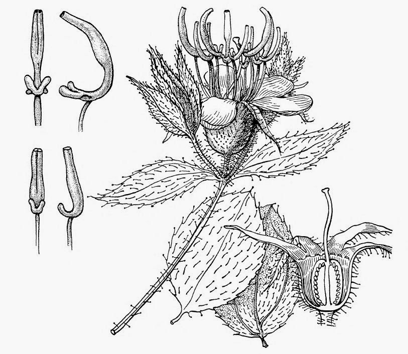 Acisanthera Sp Acisanthera Toptropicals Com