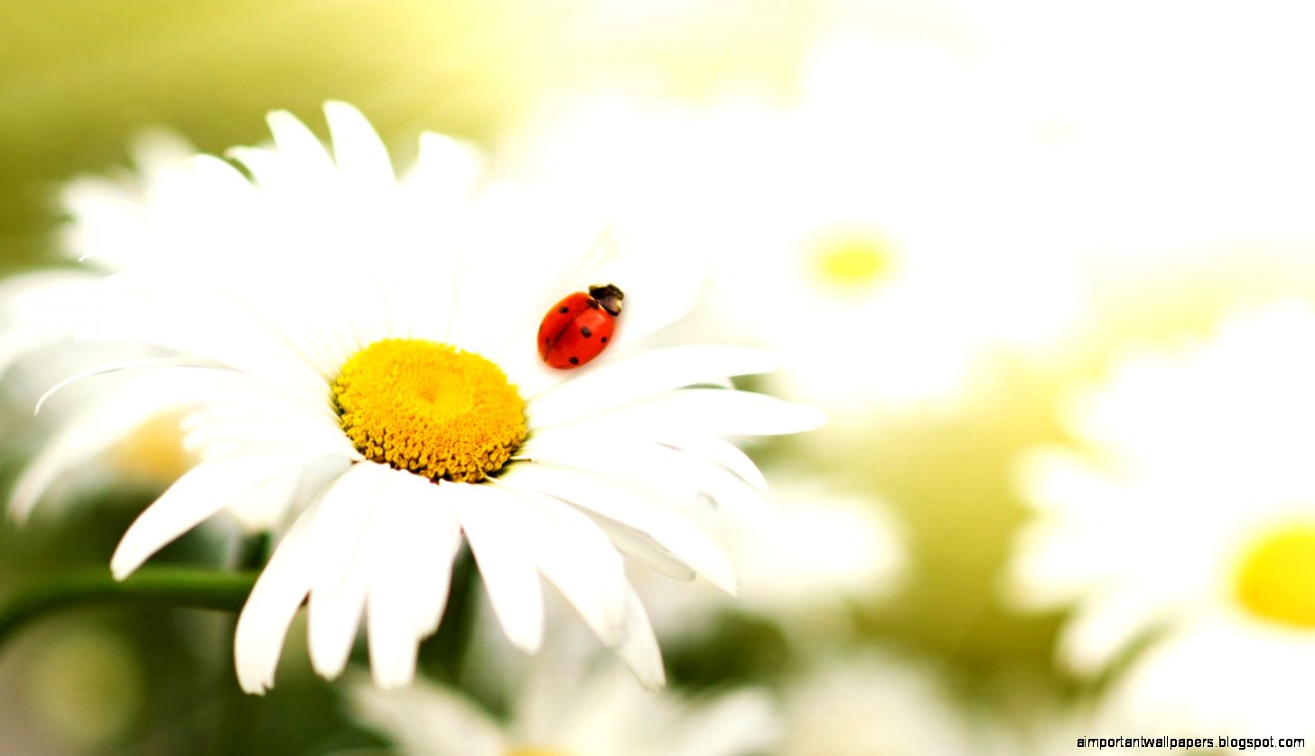 Ladybug On Flower Wallpaper WallpapersDB Ladybug On Flower Wallpaper WallpapersDB