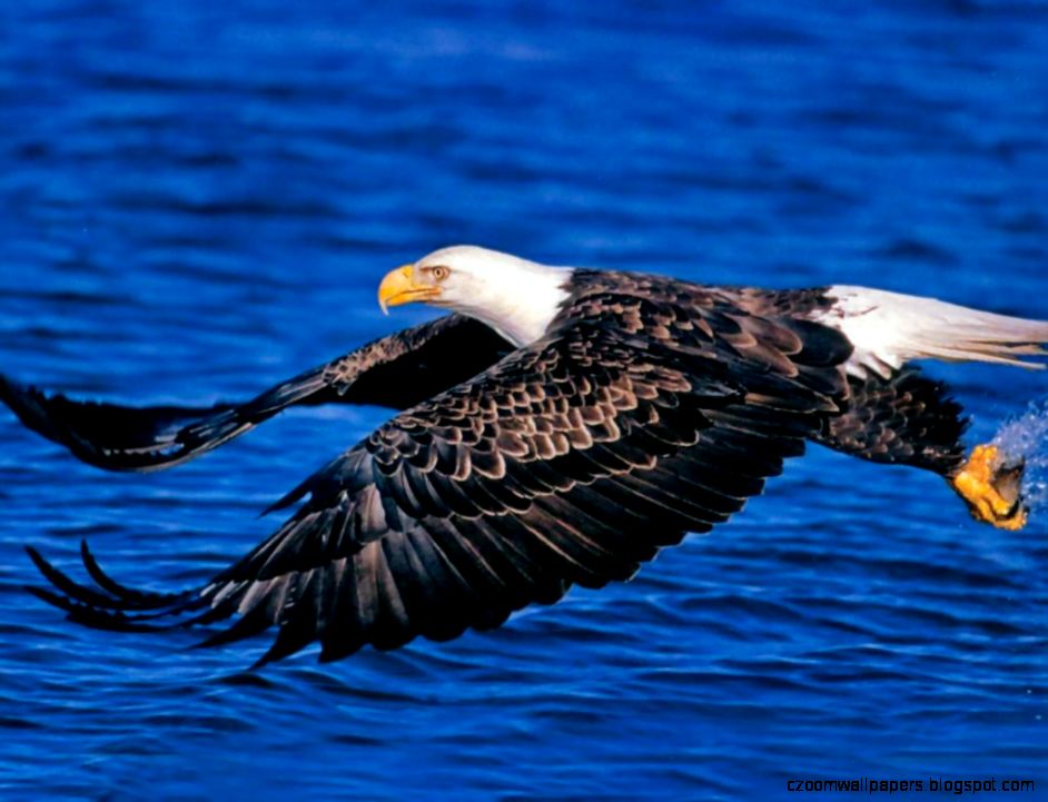 Bald Eagle Desktop Wallpapers Bald Eagle Birds Wallpapers Cool Bald Eagle Desktop Wallpapers Bald Eagle Birds Wallpapers Cool