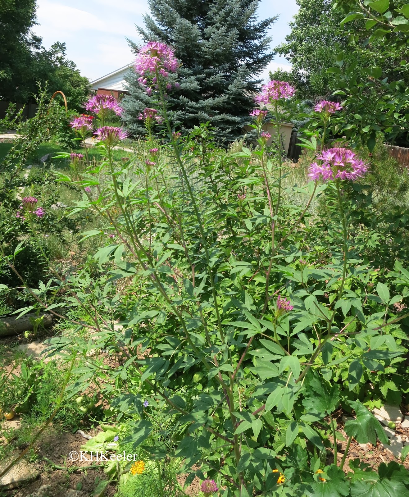 A Wandering Botanist Plant Story Rocky Mountain Bee Plant (Cleome