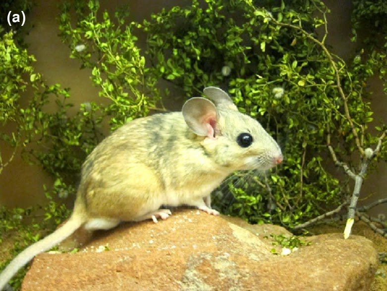 Wonder Valley Ca Creosote Capers