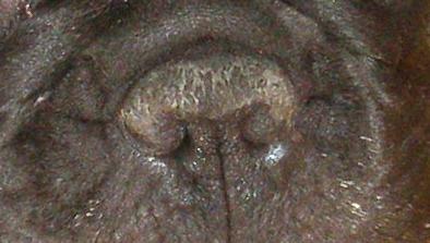 crusty nose crusty nose crusty nose crusty nose