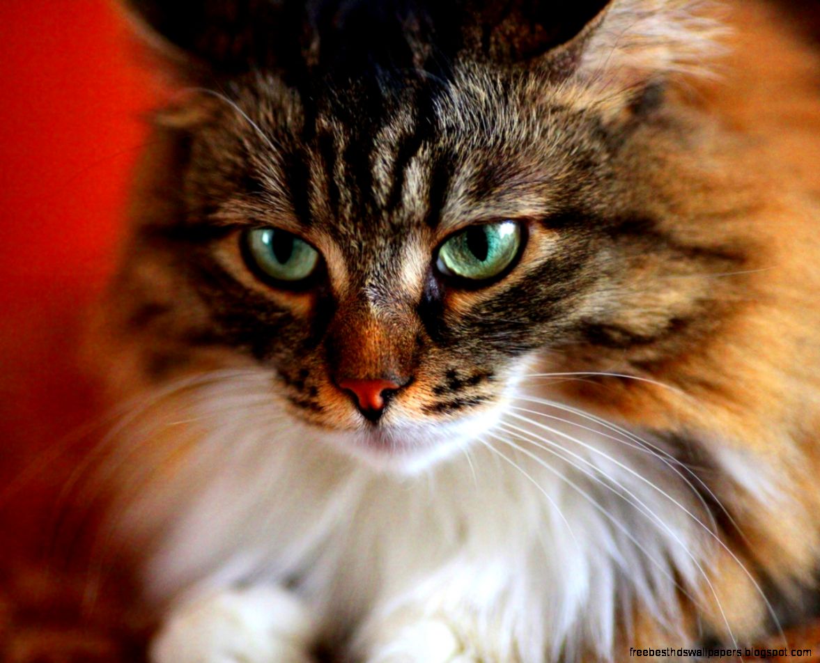 Fuzzy Cartoon Cats Funny Fuzzy Cartoon Cats Funny