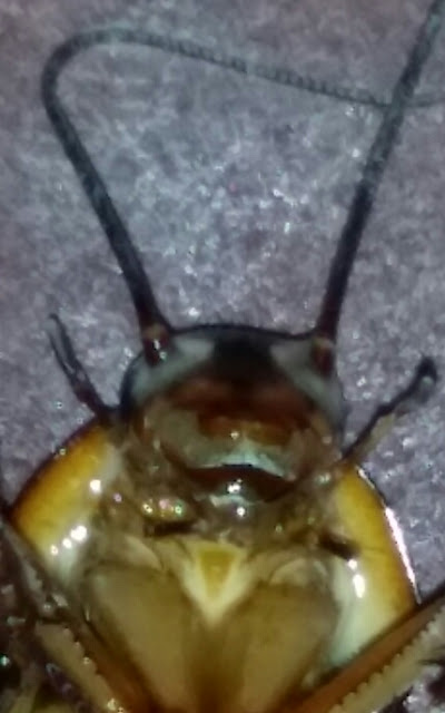 smiling cockroach