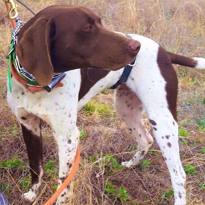 german shorthaired pointer pup
