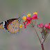 Danaus chrysippus