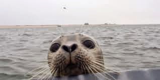 Seal Rescue