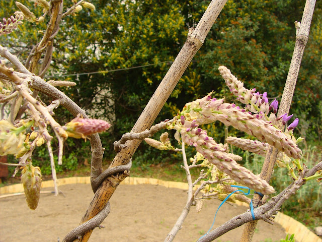 Au Gre Du Jardin L Embarras Du Choix Parmi Les Choisyas