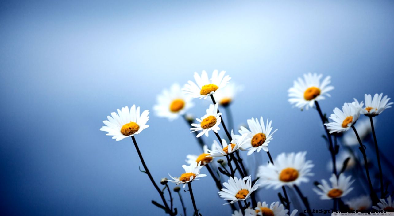 White Daisies Flowers HD desktop wallpaper High Definition White Daisies Flowers HD desktop wallpaper High Definition