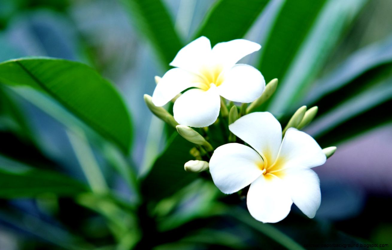 VXT» 44 Wallpapers of Frangipani HD VXT» 44 Wallpapers of Frangipani HD