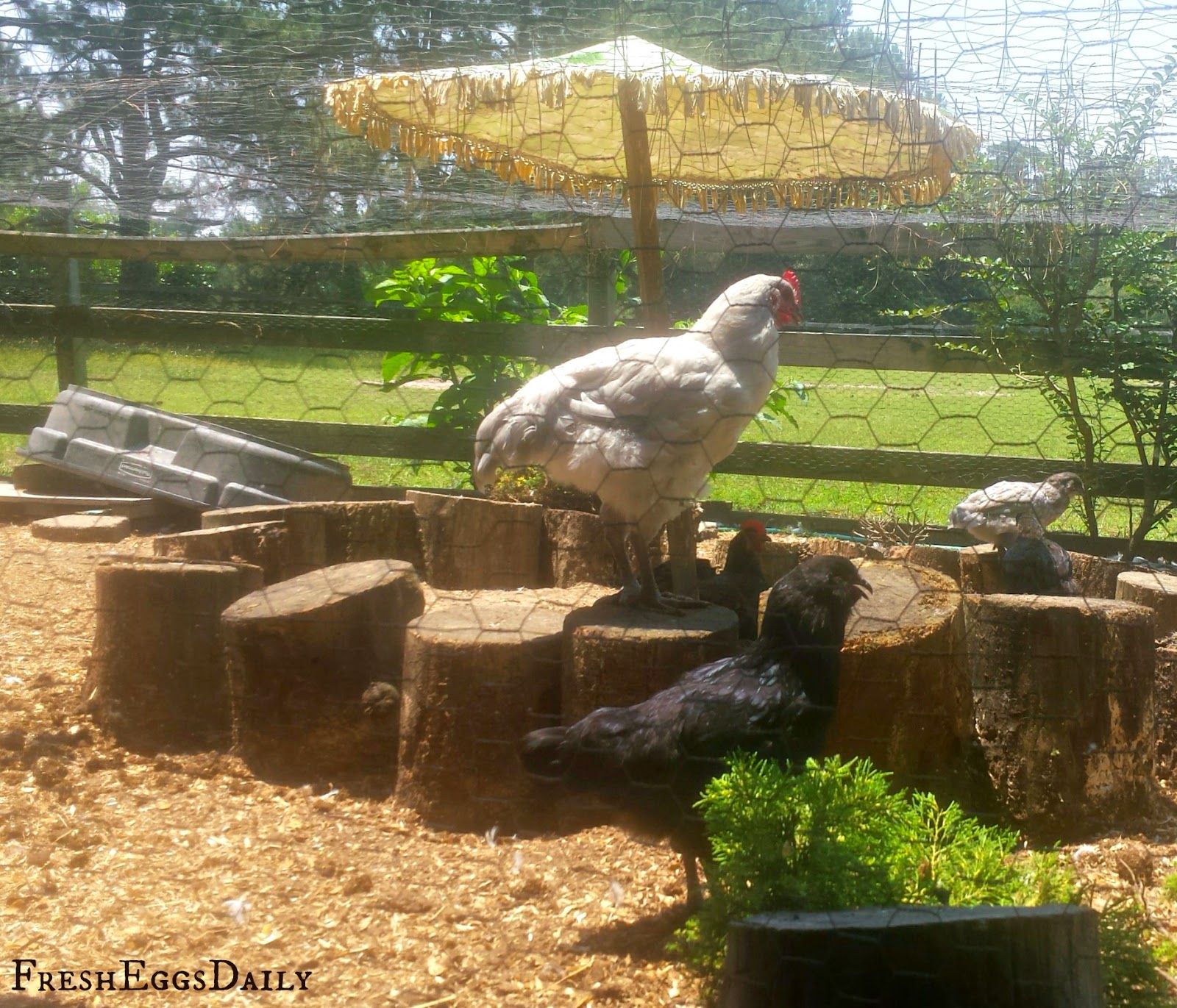 Build a BETTER Dust Bath for your Chickens Fresh Eggs Daily®