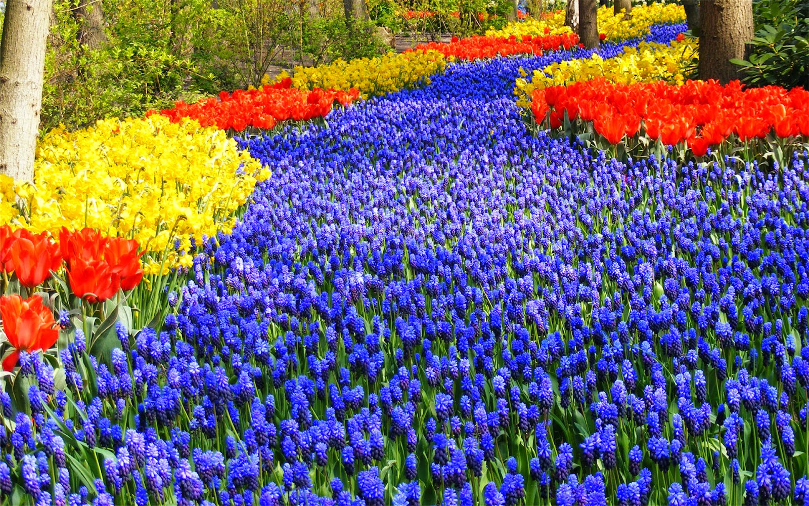 Keukenhof Gardens%2Bbelanda%2B1