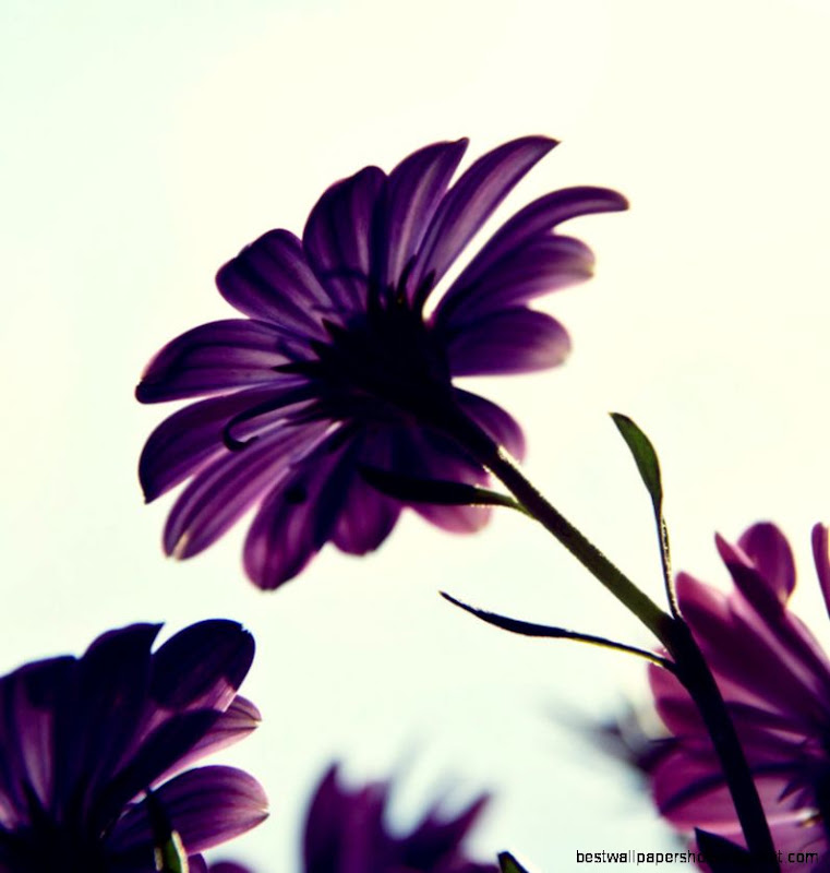 Purple flower by benjic6 on DeviantArt Purple flower by benjic6 on DeviantArt